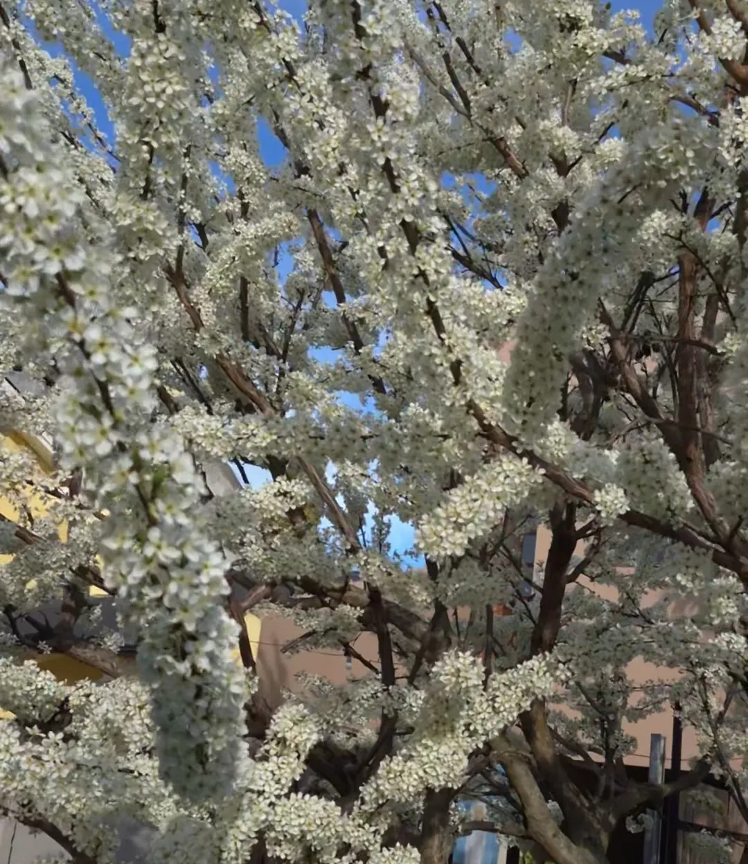 Árbol florecido en primavera